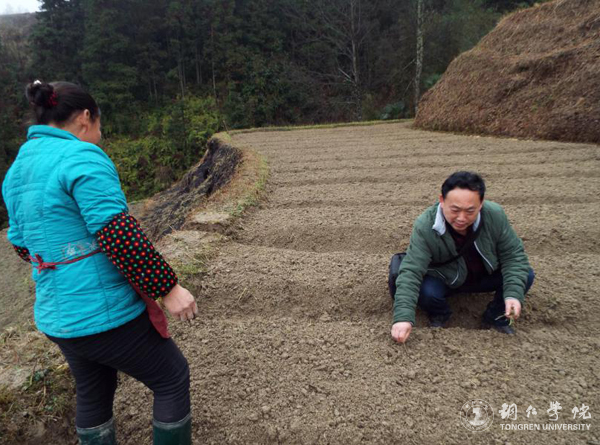 我校高健强副教授研究成果“燕飞1号”土人参实现规模化生产